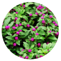 Top quality summer flower pink Gomphrena globosa amaranth seed